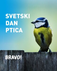 svetski dan ptica